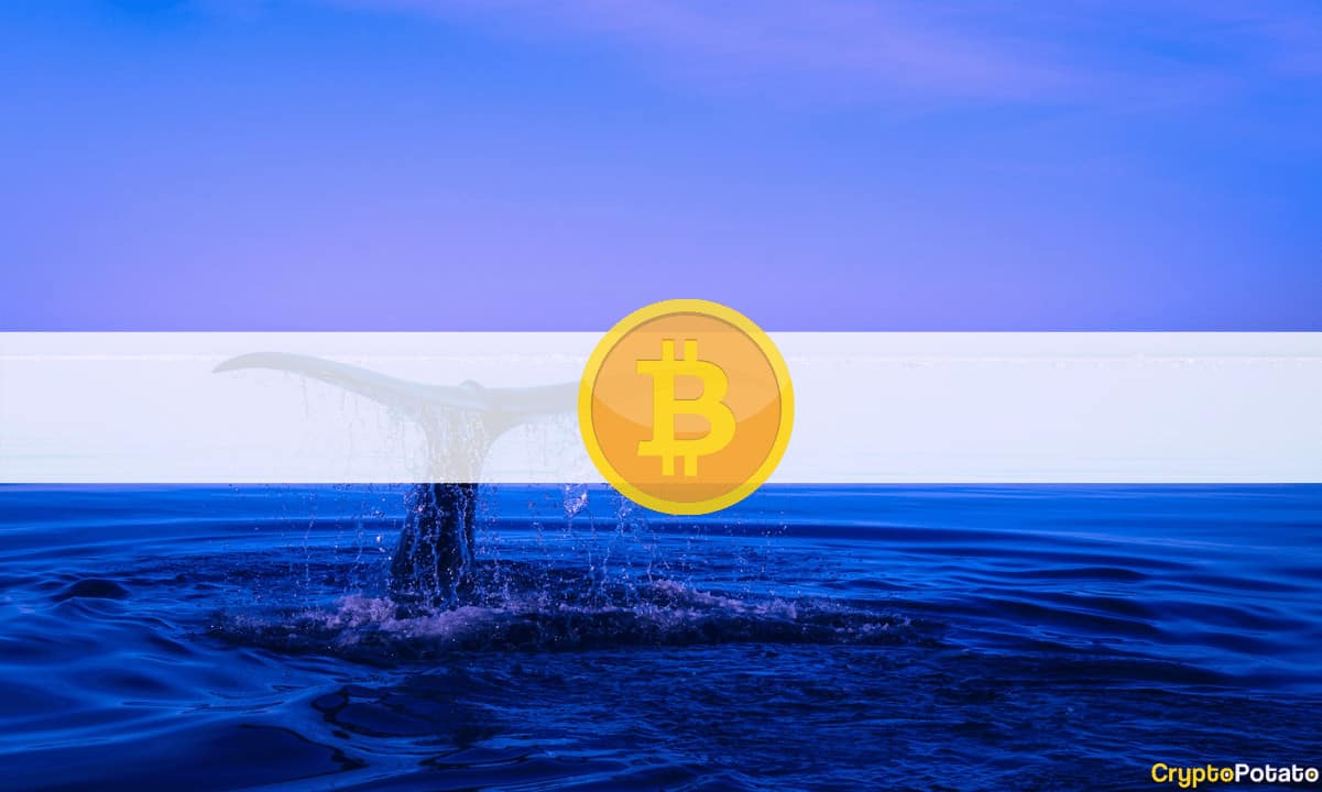 Curious $230M Worth of BTC Transaction From Dormant Whales: Implications on Bitcoin's Price?