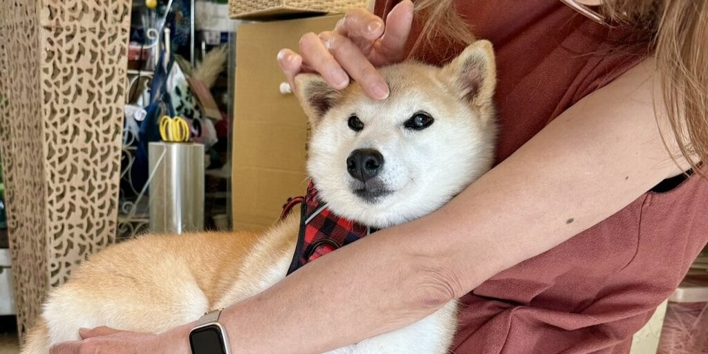 Meme Coin Drama Erupts Over Dogecoin Pup Owner’s New Shiba Inu Neiro