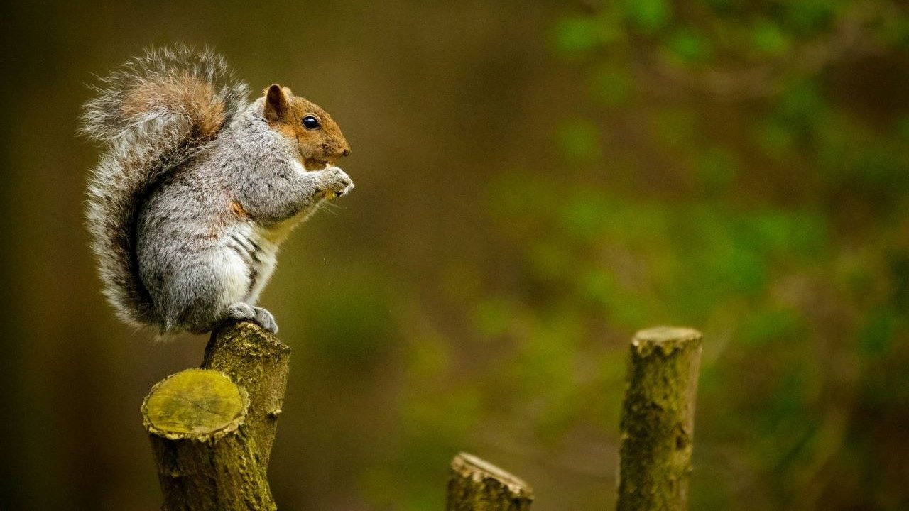 Peanut the Squirrel Owner Vows to Sue Exchanges for Alleged PNUT Trademark Infringement